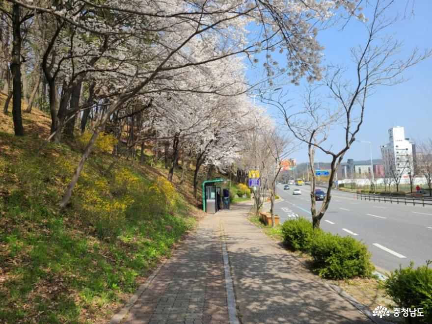 봄날 꽃구경 가기! 계룡 새터산 근린공원 벚꽃길 갔다 오기 사진