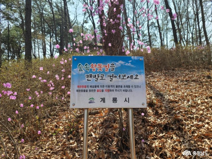 봄날 꽃구경 가기! 계룡 새터산 근린공원 벚꽃길 갔다 오기 사진
