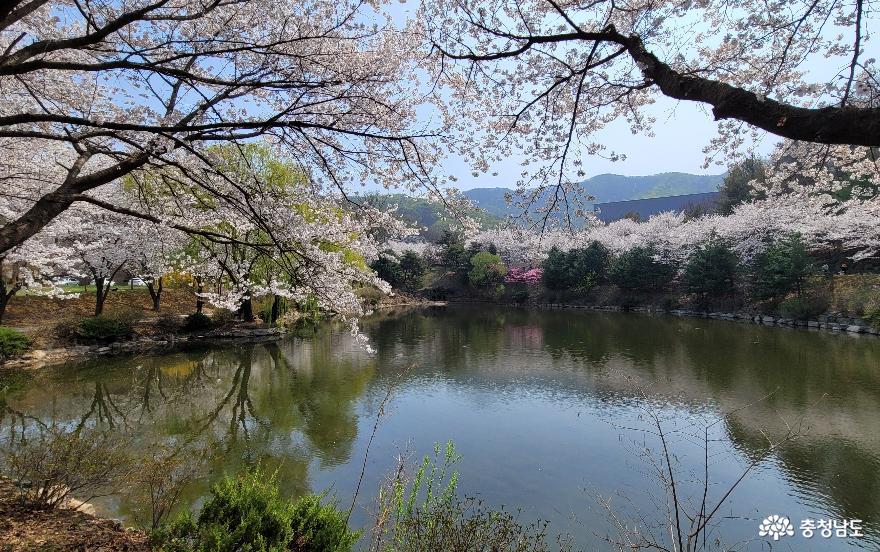 호서대학교 아산캠퍼스 세출소류지 벚꽃 풍경. 