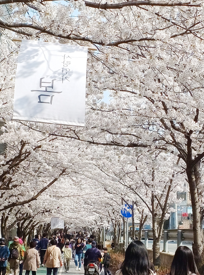 수도권전철 1호선 교각 아래에 위치한 산책길에 벚꽃이 만개하여 지난 4월 1일 주말을 맞이하여 지역 주민들로 벚꽃길을 걷고 있다.