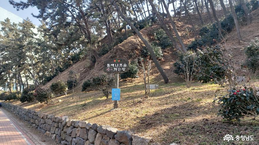 서천의 동백꽃 여행, 마량리동백나무숲 사진