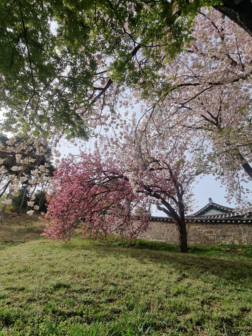 성암서원그곳엔멋진왕벚꽃나무가있어요 8
