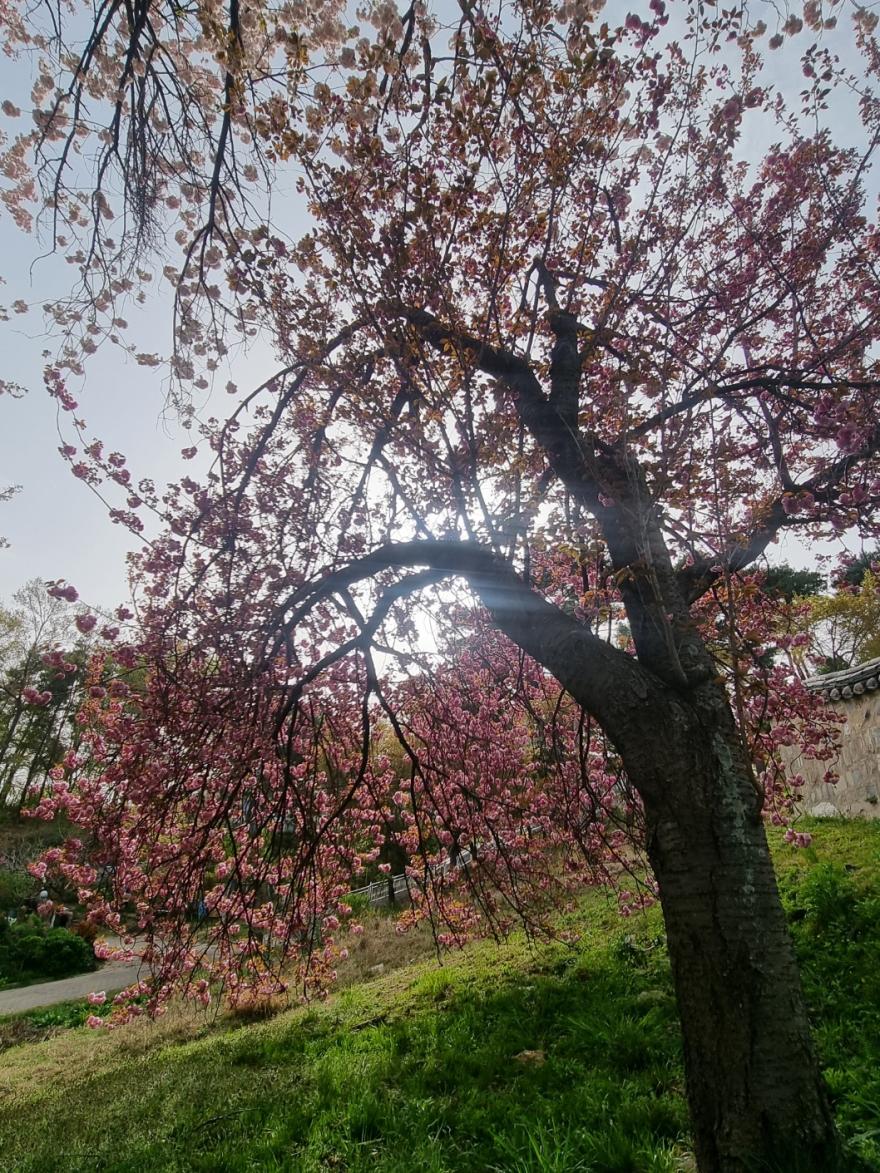 성암서원그곳엔멋진왕벚꽃나무가있어요 9