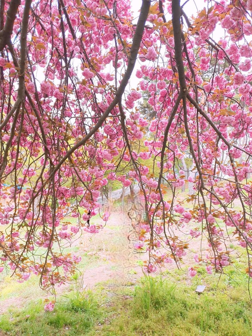 성암서원그곳엔멋진왕벚꽃나무가있어요 11