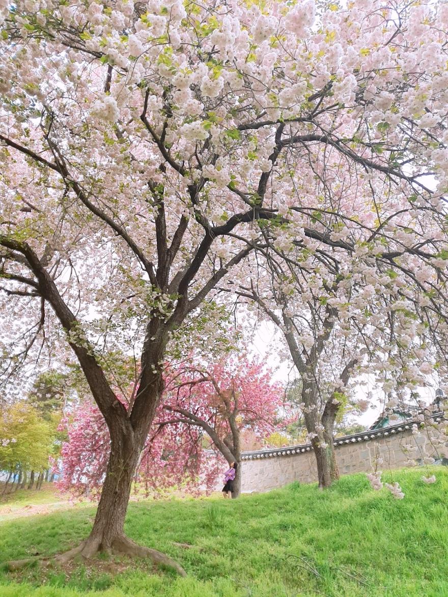 성암서원그곳엔멋진왕벚꽃나무가있어요 12