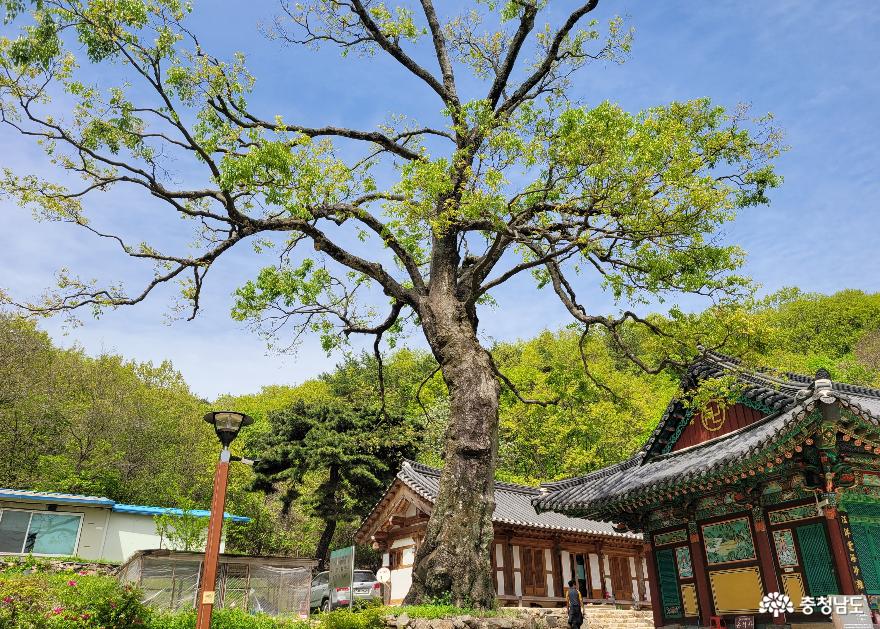 천안 은석산 수령 550년의 팽나무. 