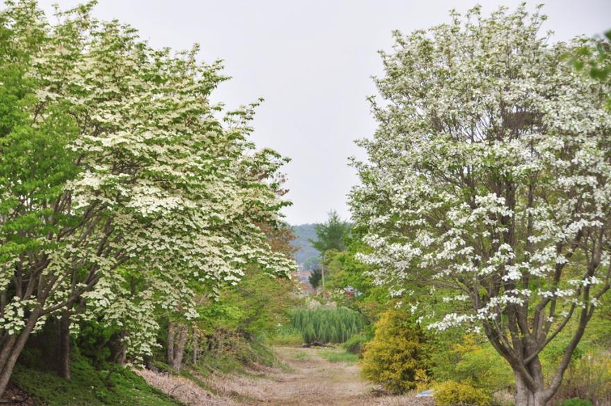 하얀 손수건을 흔들 듯 피어난 산딸나무 종류가 다양한 귀거래향식물원에서