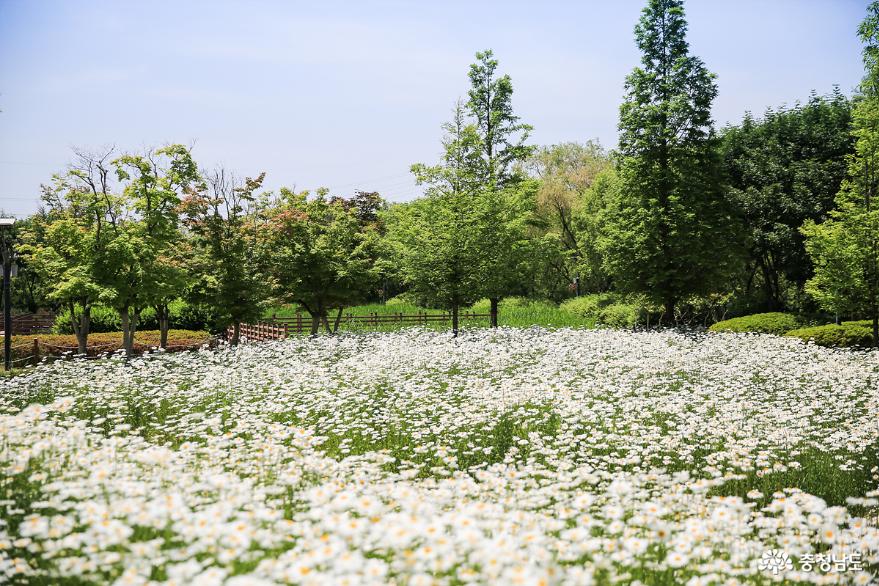 다양한꽃들이피고지는논산탑정호수변생태공원 1
