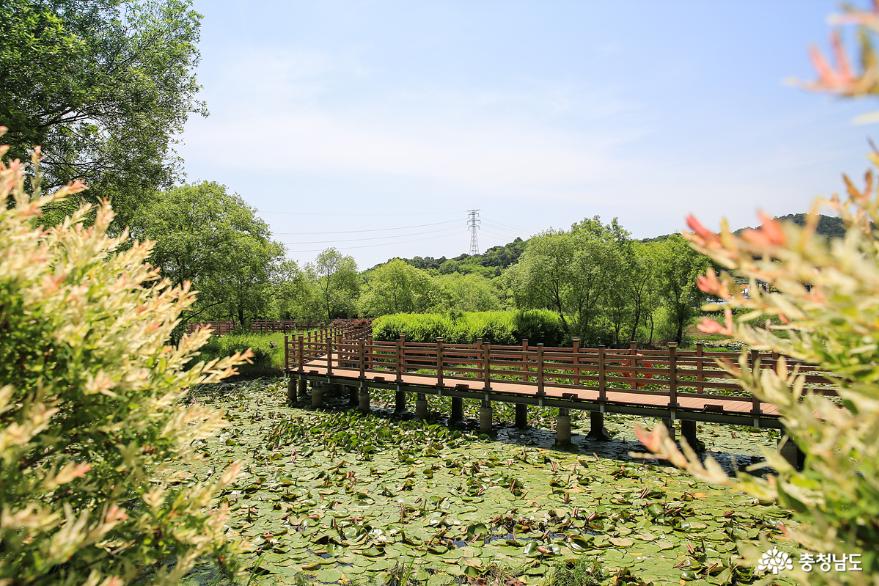 다양한꽃들이피고지는논산탑정호수변생태공원 7