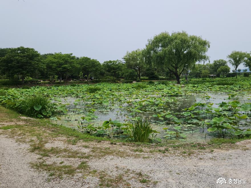 현존하는 백제시대의 별궁 연못 궁남지에서 낭만을 즐기다 사진