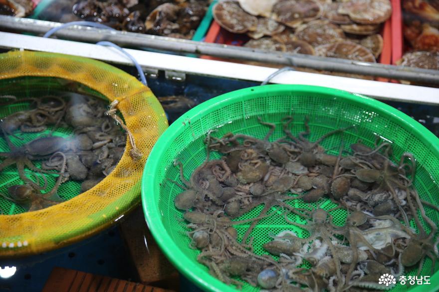 서산동부시장에서 갑오징어, 산낙지, 육쪽마늘을 만나봅니다. 사진