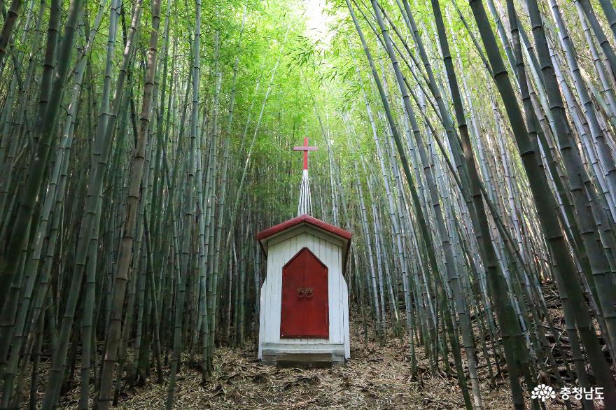 멋진 사진감상과 함께 대나무숲을 거니는 논산 김종범사진문화관