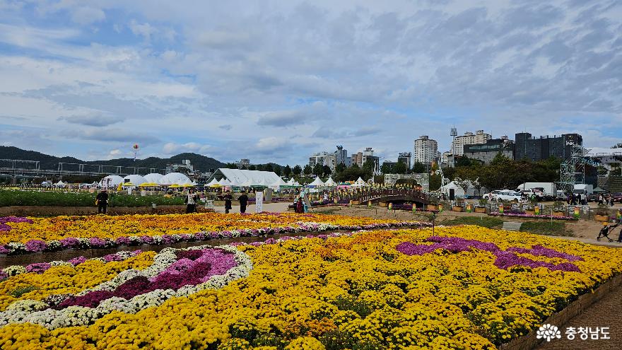 국화꽃이 만개한 성인마을