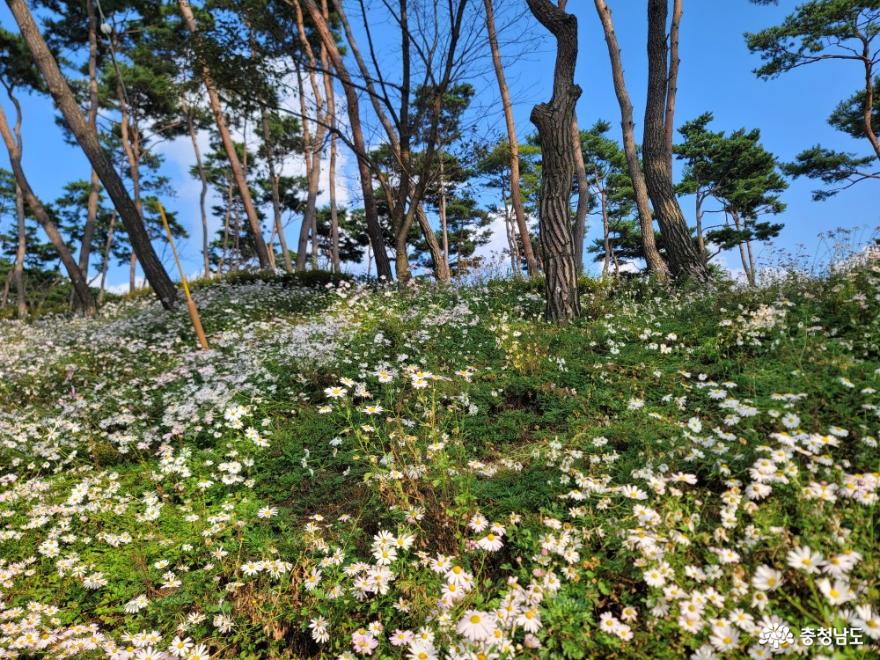 구절초를 보며 가을의 흰백색 눈꽃을 만나다 사진