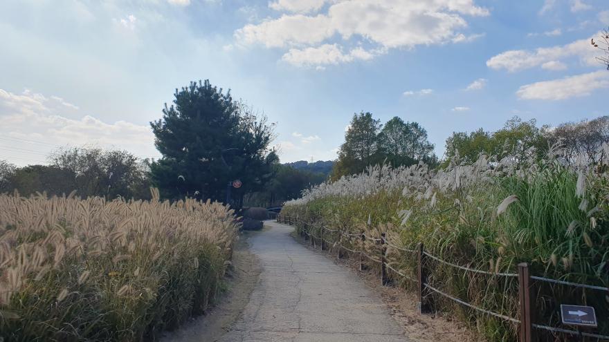 가을에 걷기 좋은 논산 탑정호 수변생태공원