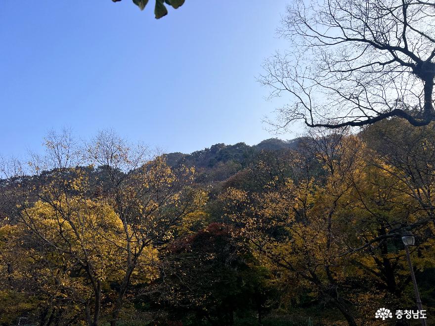 동학사의가을정취세련된단풍여행계룡산국립공원 13