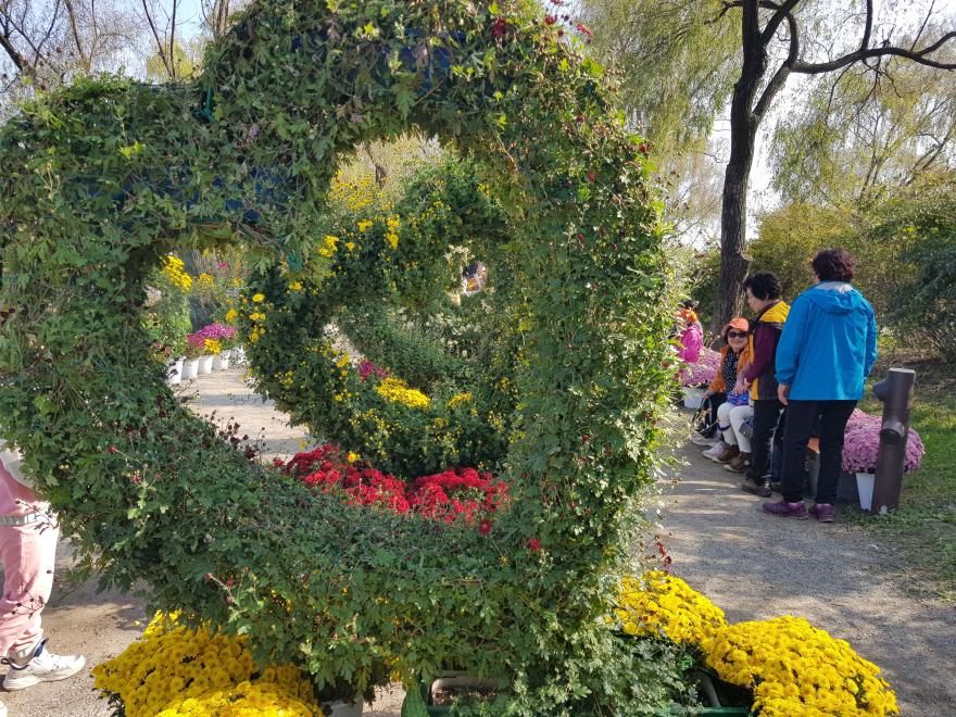 궁남지에피어나는천만송이국화꽃의향연부여국화축제 5