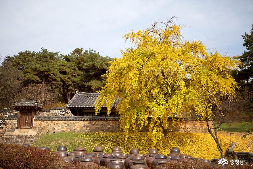 명재고택 사ㅈ당앞을 황금빛으로 물들이는 은행나무의 멋진 단풍