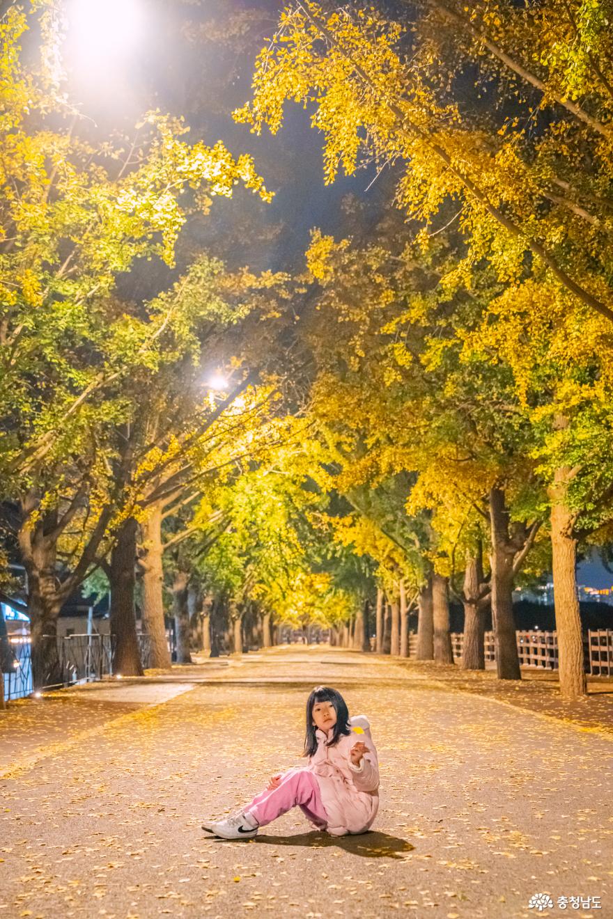아산 곡교천 은행나무길 밤의 산책 사진