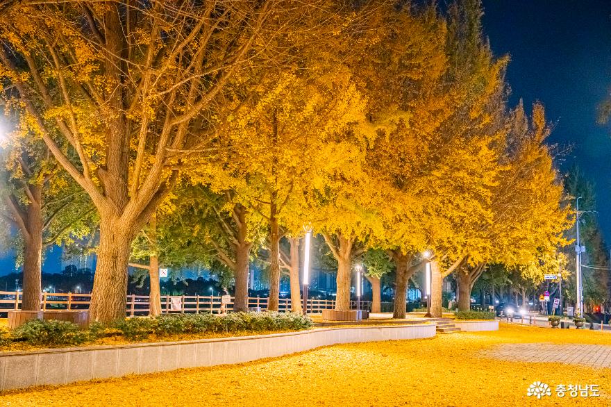 아산 곡교천 은행나무길 밤의 산책 사진