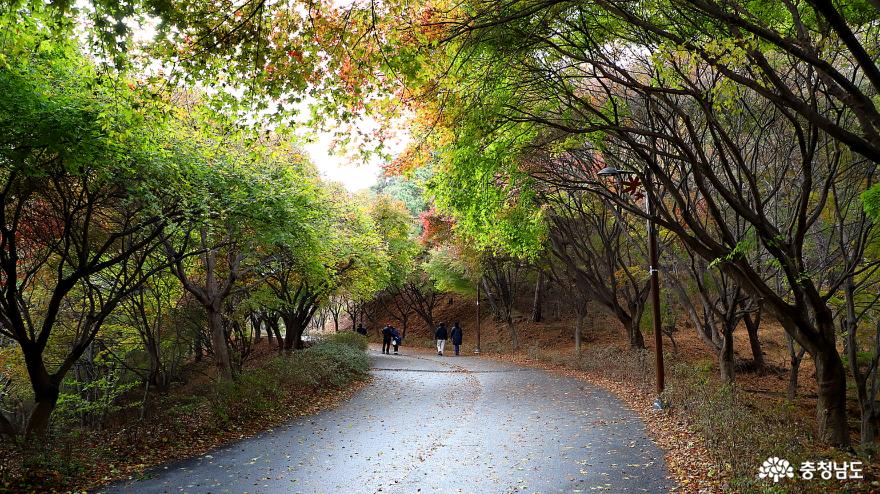 천안독립기념관단풍나무숲길은지금어느계절인가 6