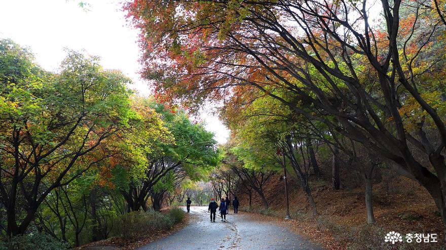 천안독립기념관단풍나무숲길은지금어느계절인가 7