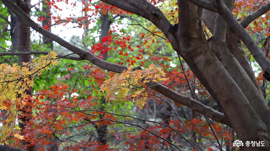 천안독립기념관단풍나무숲길은지금어느계절인가 8