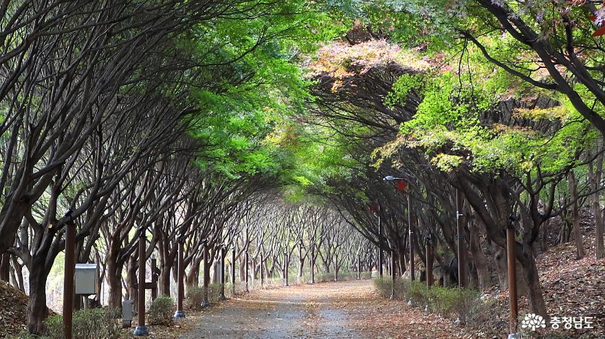 천안독립기념관단풍나무숲길은지금어느계절인가 9