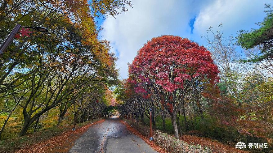 천안독립기념관단풍나무숲길은지금어느계절인가 10