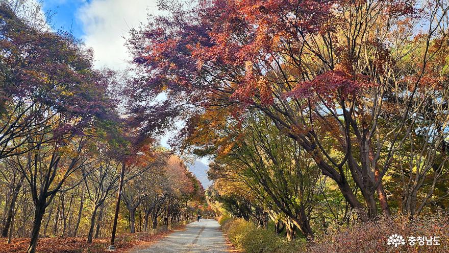 천안독립기념관단풍나무숲길은지금어느계절인가 16