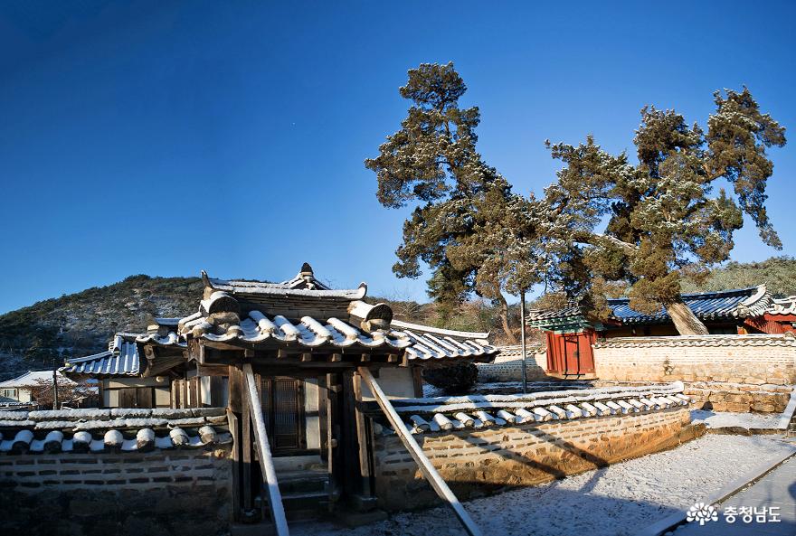 눈이 내려앉은 논산시 노성면 병사리 유봉영당 멋진 향나무의 모습