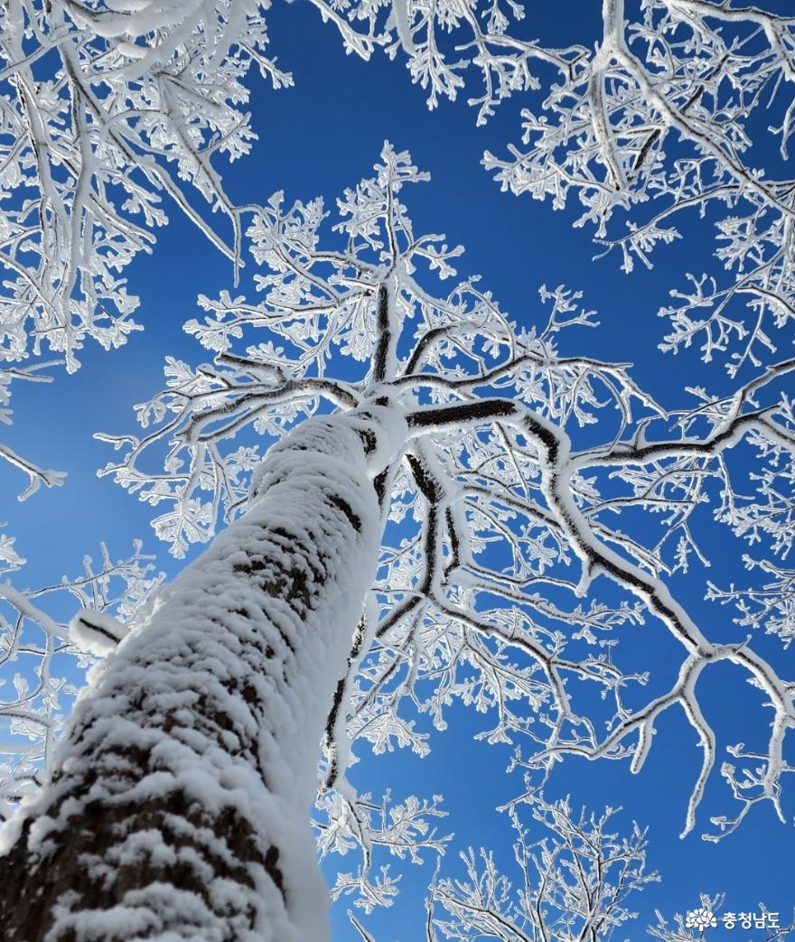 하얀 눈꽃 모자 쓴 광덕산 겨울풍경 사진