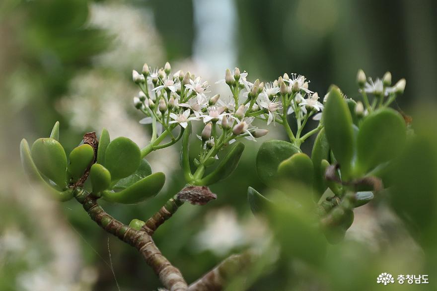 봄을 빨리 만나고 싶으시다면 아산 세계꽃식물원으로 가보세요 사진