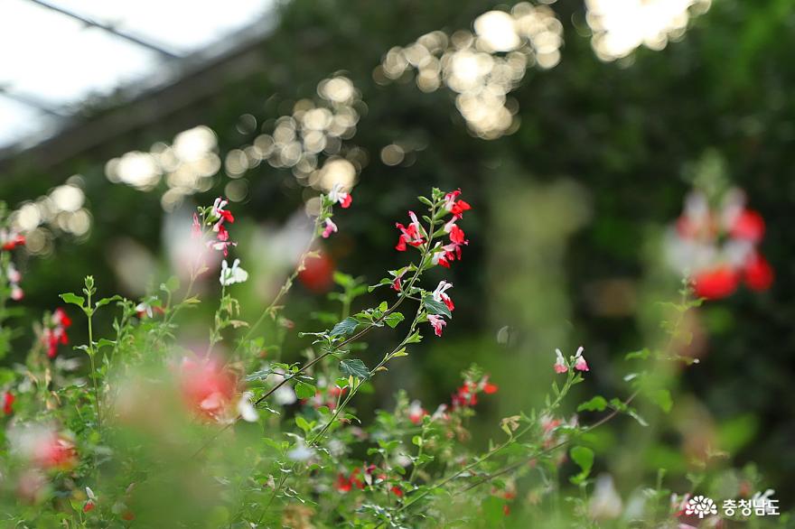 봄을 빨리 만나고 싶으시다면 아산 세계꽃식물원으로 가보세요 사진