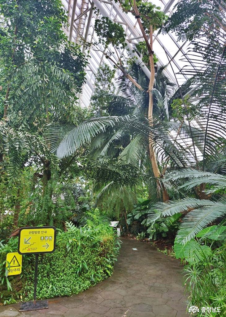 열대우림에서식하는다채로운동식물을만날있는국립생태원에코리움열대관에서 9