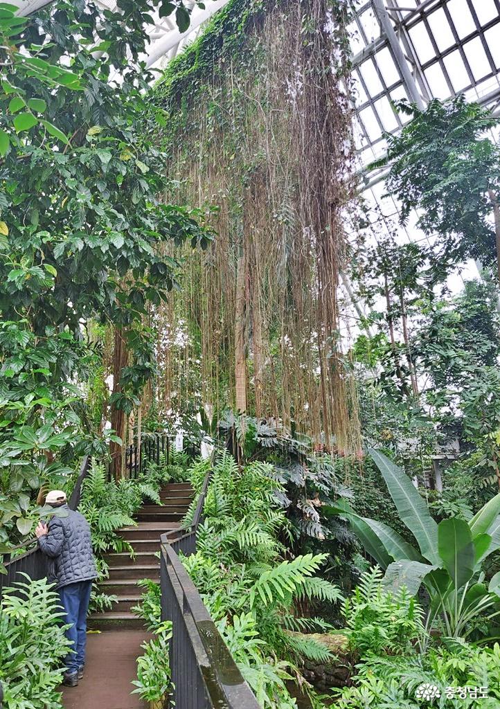 열대우림에서식하는다채로운동식물을만날있는국립생태원에코리움열대관에서 8