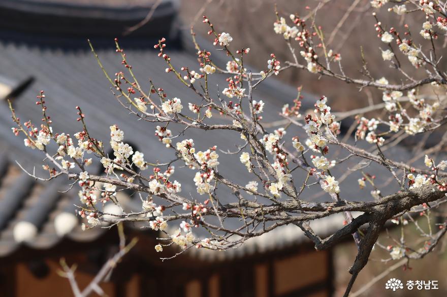 봄꽃 향기 그윽한 아산 외암마을 사진