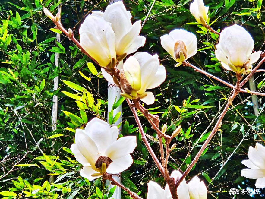 목련꽃탐스러운보문사의봄풍경 15