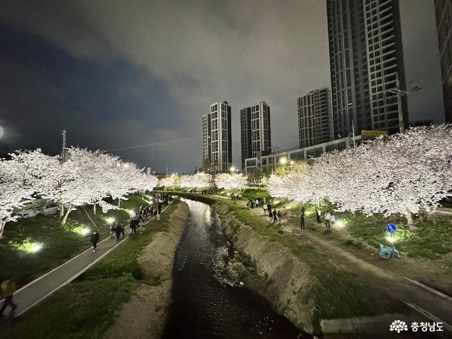 벚꽃 만개한 천안 원성천에서 밤의 산책을 즐겨보세요.