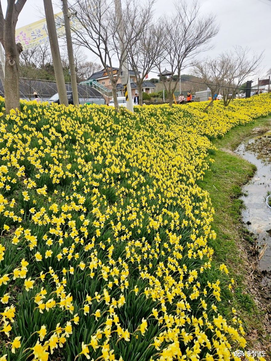 노랗게 물든 봄 날의 꽃향기로 가득한 서산 유기방 가옥 사진