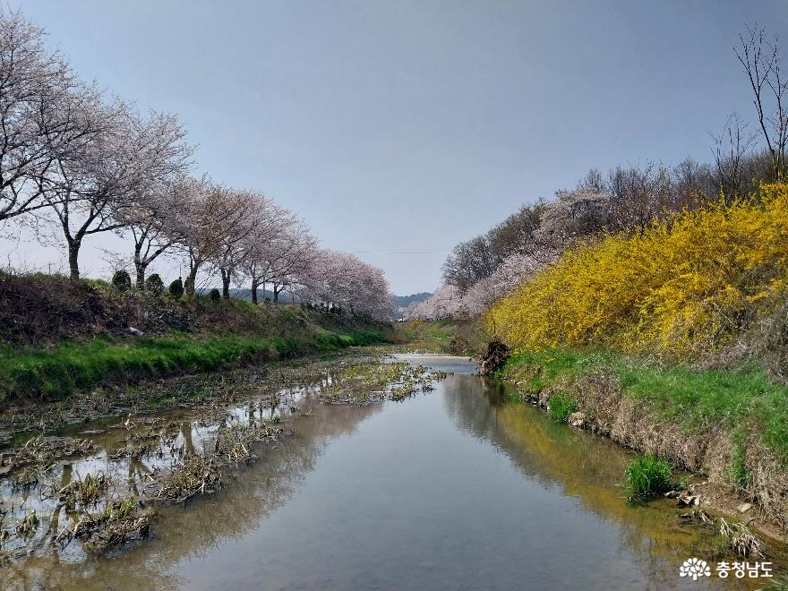 당진천 벚꽃 길 산책 사진