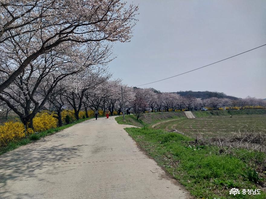 당진천 벚꽃 길 산책 사진