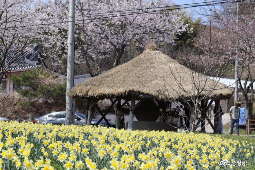 꽃만발 구항 거북이마을 수선화와 벚꽃 포토존 사진