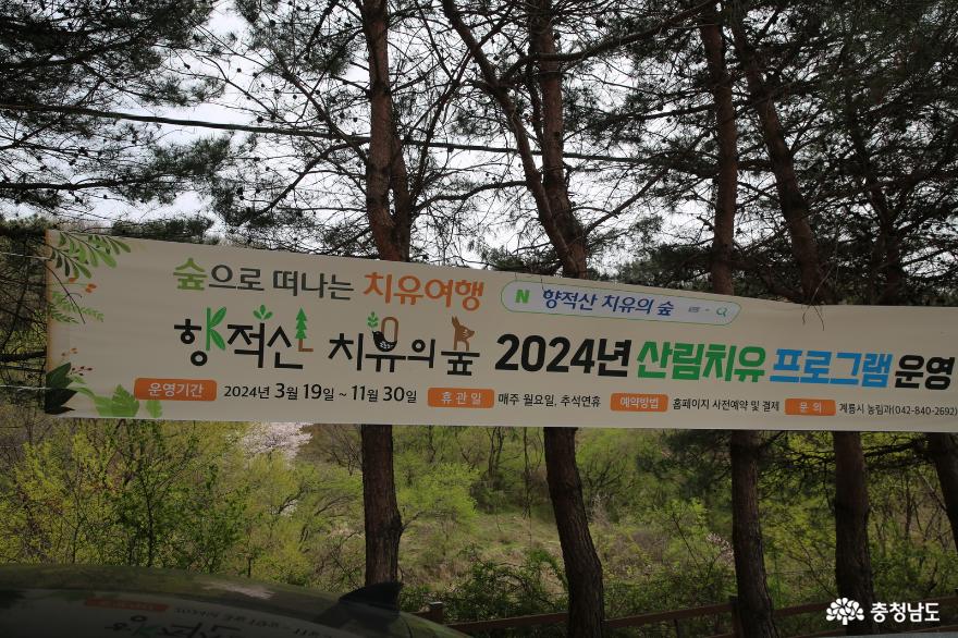 2024년산림청지정생태숲으로자리한계룡시향적산과벚꽃 12