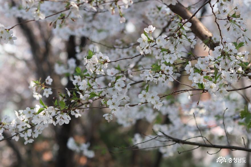 벚꽃 만발한 천안 남산공원의 봄 사진