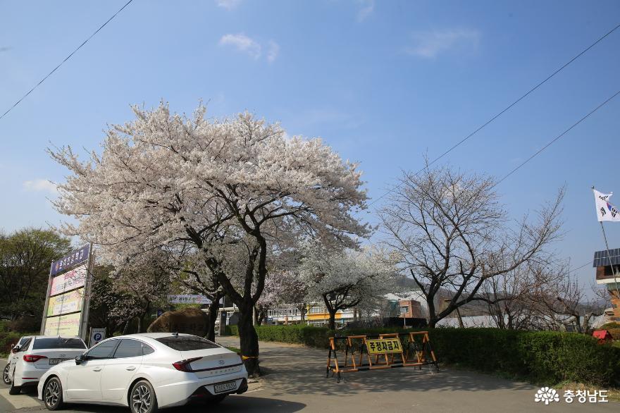 매년봄에핑크빛봄물결이이어지는천안북면위례벚꽃길 2