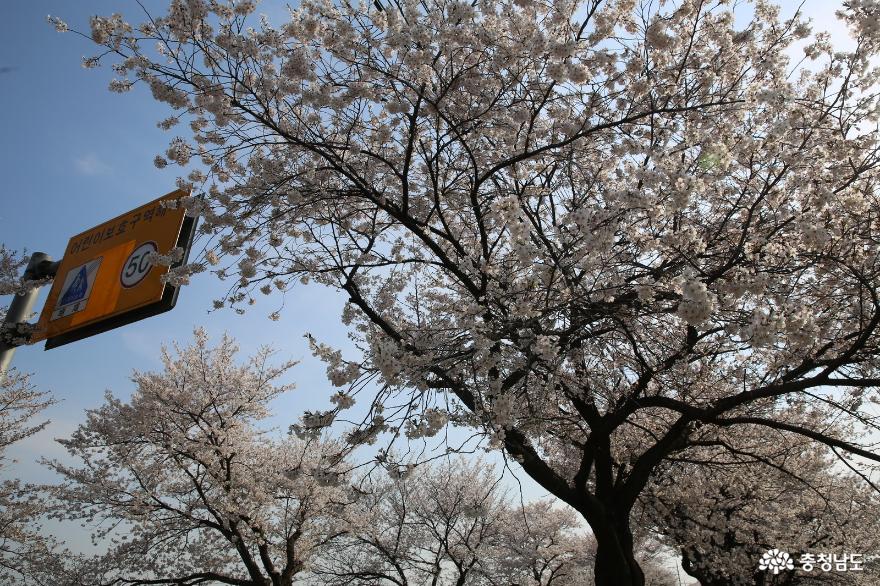 매년봄에핑크빛봄물결이이어지는천안북면위례벚꽃길 6