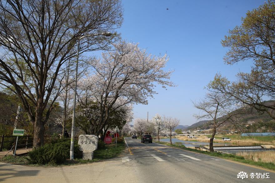매년봄에핑크빛봄물결이이어지는천안북면위례벚꽃길 8