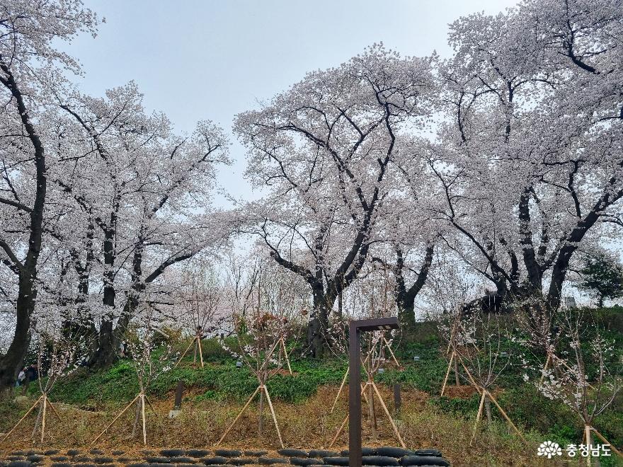 충남역사박물관 벚꽃