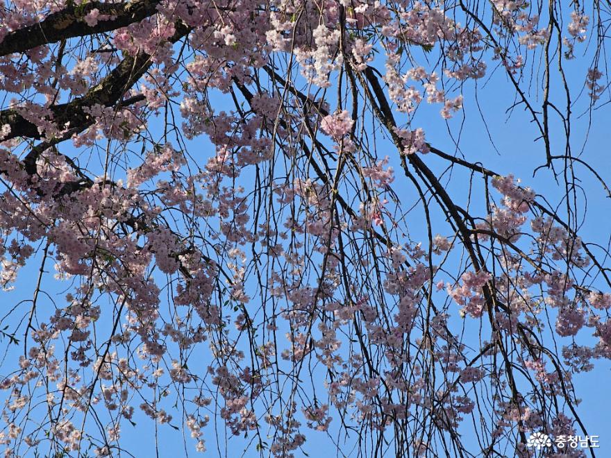 겹벚꽃으로물든천안각원사풍경 8